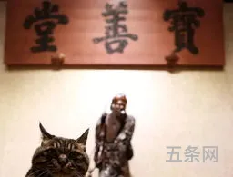 猫馆长讲历史动画视频(中国古代史视频动画)