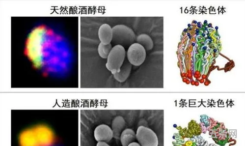 人造生命是一个纯粹的科学问题对吗(生命里最纯粹的东西)