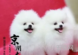 纯种白博美犬多少钱一只(博美犬价格 价钱 白色)