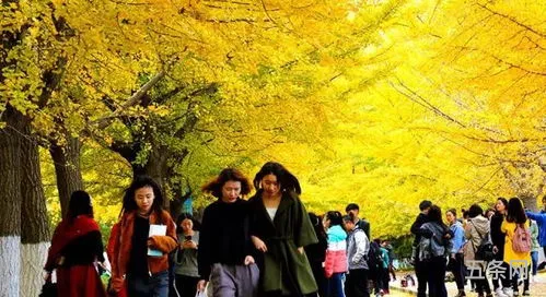 你希望的大学生活是什么样的呢(你觉得大学生活应该是怎样的)