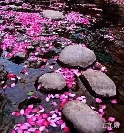 落花水流红是什么意思(落花水流红 无语怨东风)