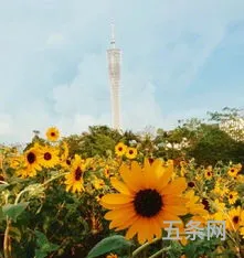 广州宏成公园向日葵(广州市黄花岗公园)