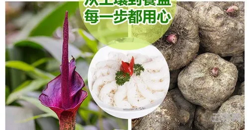 魔芋是低脂的吗?(魔芋脂肪)