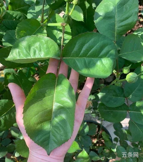 朱丽叶 植物(厚小花朱丽叶)