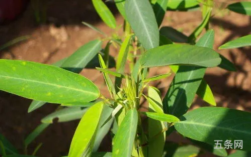 《有趣的植物》(一种有趣的植物20字)