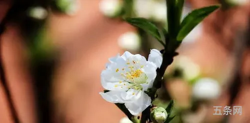 有关桃花的浪漫情诗(桃花的象征意义及有关的诗句)