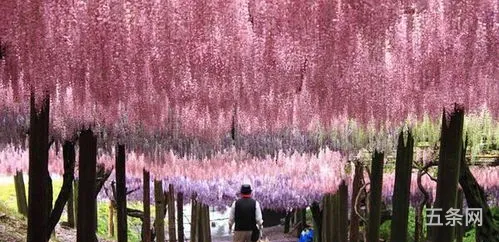 600年紫藤花(紫藤花一年四季的变化)