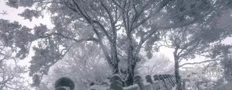 今年冬天下雪吗by岛頔讲的什么(此島常年下雪)