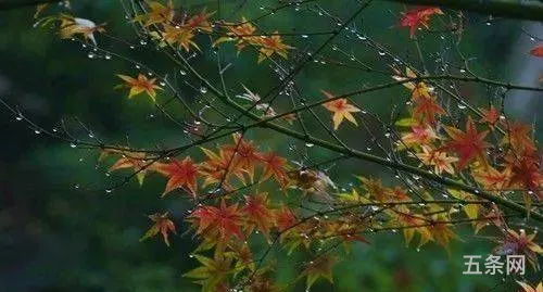 一场秋雨一场寒下一句是啥读音