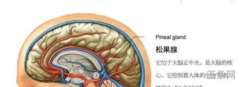 松果体腺体(松果体被唤醒的后果)