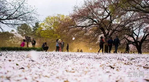 樱花七日花吹雪(樱花七日是什么意思)