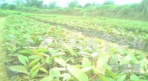 茶油树种植间距多少(茶油树的种植技术与管理)