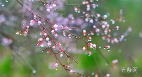 三月雨贵似油下一句是什么(三月雨是什么意思)