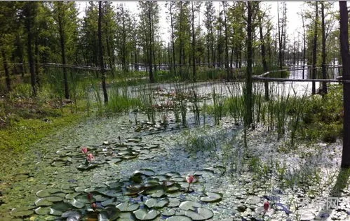 水生植物浮岛基地(人工浮岛效果图)