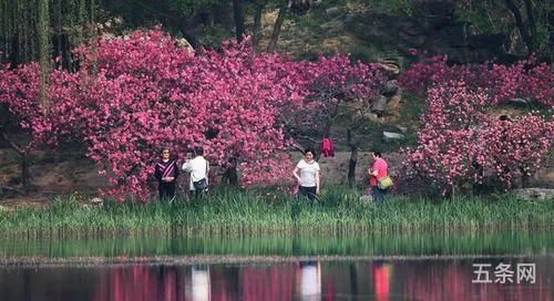 圆明园踏青赏花(我的一次踏青赏花800字)