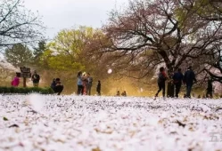 樱花七日花吹雪(樱花七日是什么意思)