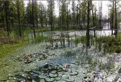 水生植物浮岛基地(人工浮岛效果图)