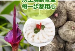 魔芋是低脂的吗?(魔芋脂肪)