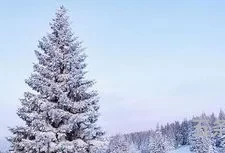 "一场雪落不尽冬天的冷漠雪很美,但很凉,凉到心底