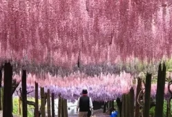 600年紫藤花(紫藤花一年四季的变化)