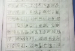 写动物的作文300字(可爱的小猫300字作文)