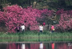 圆明园踏青赏花(我的一次踏青赏花800字)